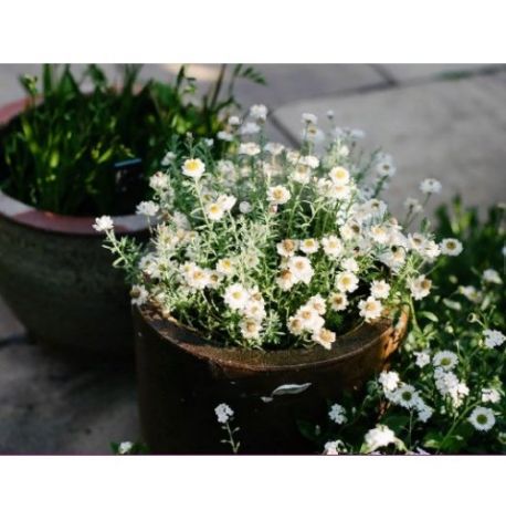 Экокуб для выращивания растений "Ромашка"