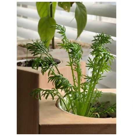 Экокуб для выращивания растений "Ромашка"