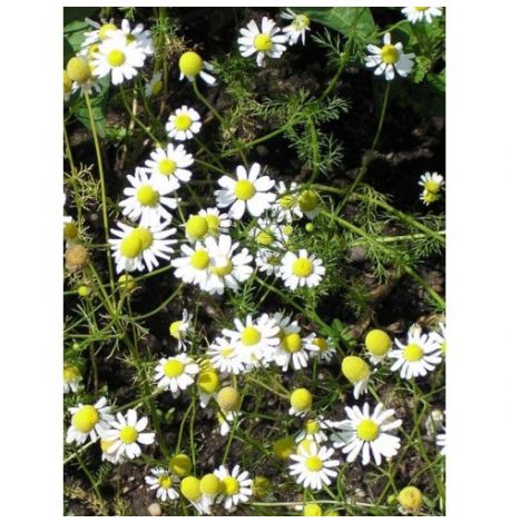 Экокуб для выращивания растений "Ромашка"