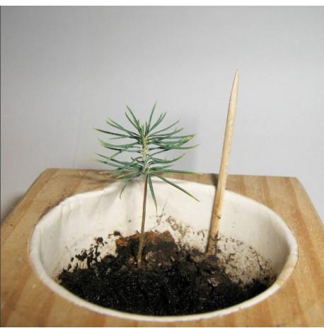 Экокуб для выращивания растения "Голубая ель"