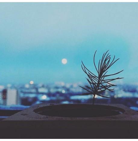 Экокуб для выращивания растения "Голубая ель"