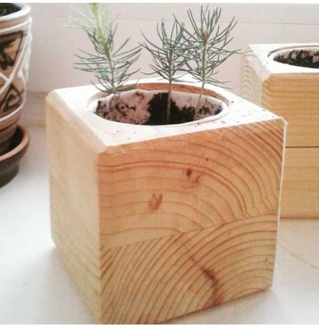 Экокуб для выращивания растения "Голубая ель"