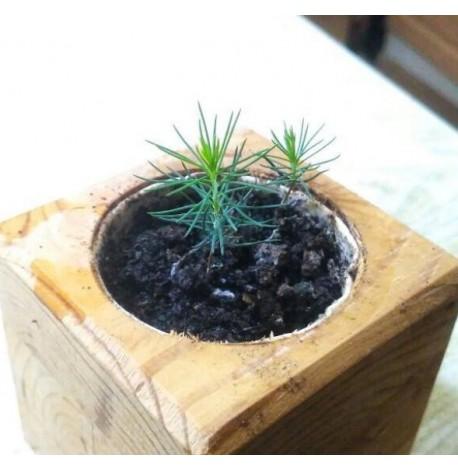 Экокуб для выращивания растения "Голубая ель"