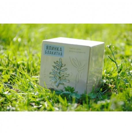 Экокуб для выращивания растения "Голубая ель"