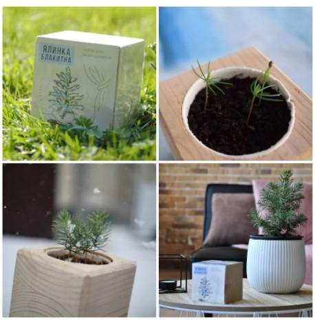 Экокуб для выращивания растения "Голубая ель"