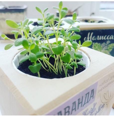 Экокуб для выращивания растений "Лаванда"