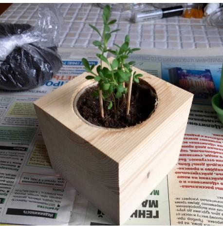 Экокуб для выращивания растений "Лаванда"