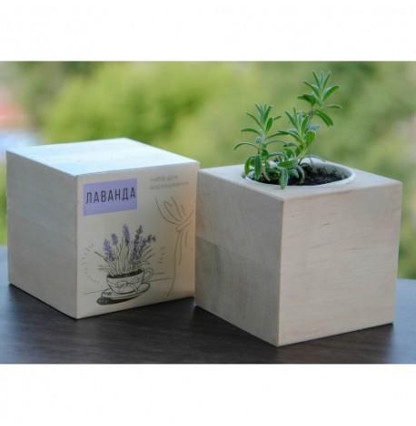 Экокуб для выращивания растений "Лаванда"