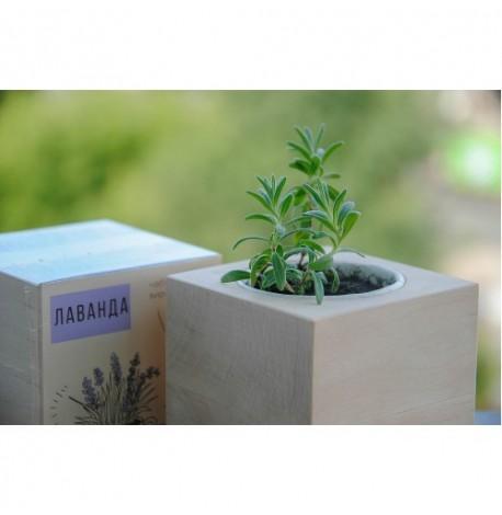 Экокуб для выращивания растений "Лаванда"