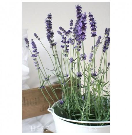 Экокуб для выращивания растений "Лаванда"