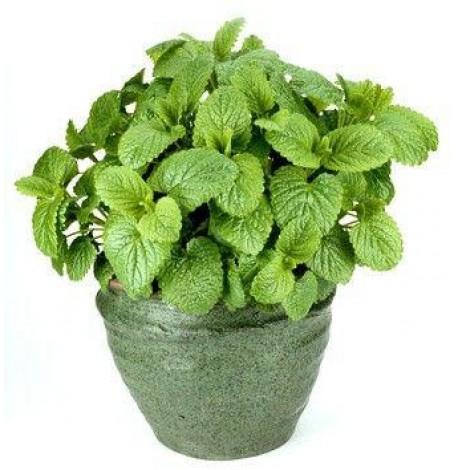 Экокуб для выращивания растений "Мелисса"