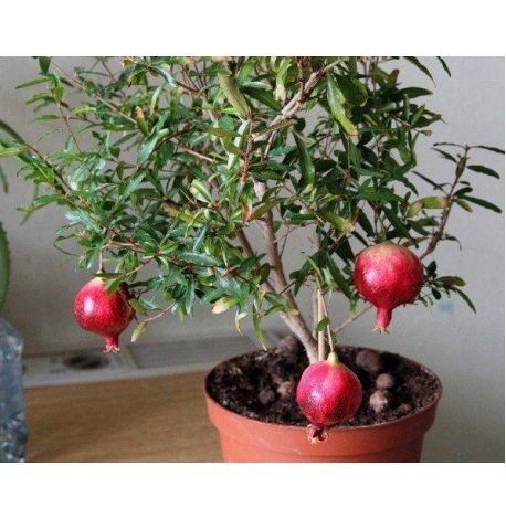 Экокуб для выращивания растений "Гранат карликовый"