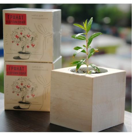 Экокуб для выращивания растений "Гранат карликовый"