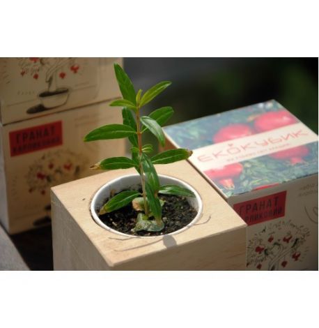 Экокуб для выращивания растений "Гранат карликовый"