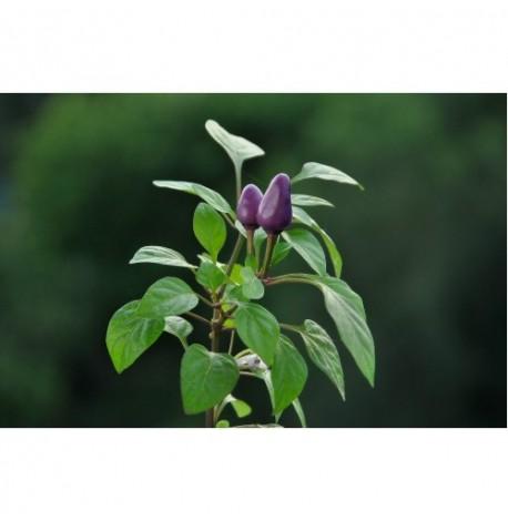 Экокуб для выращивания растений "Перец жгучий"