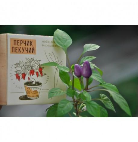 Экокуб для выращивания растений "Перец жгучий"