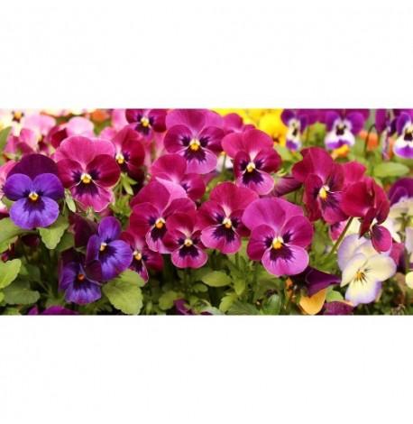 Экокуб для выращивания растений "Фиалка"