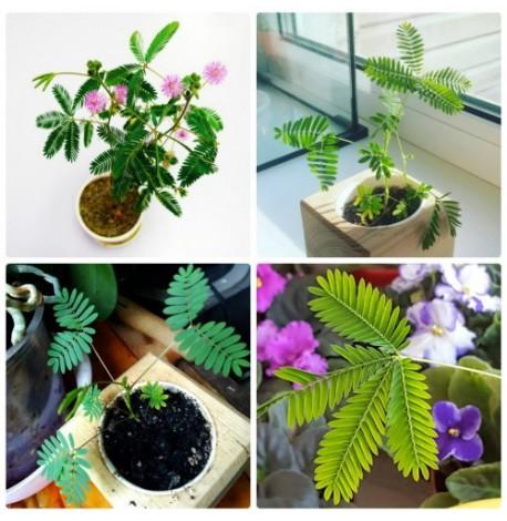 Экокуб для выращивания растений "Мимоза стыдливая"