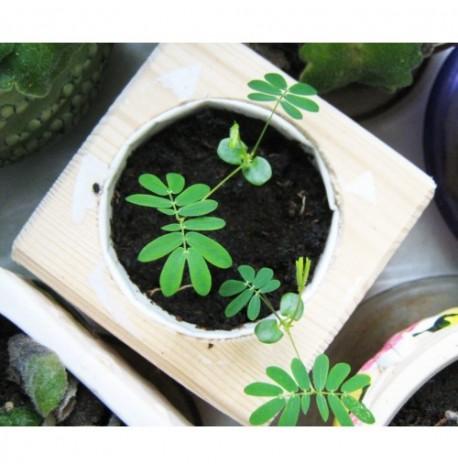 Экокуб для выращивания растений "Мимоза стыдливая"