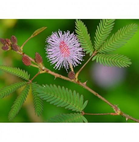 Экокуб для выращивания растений "Мимоза стыдливая"