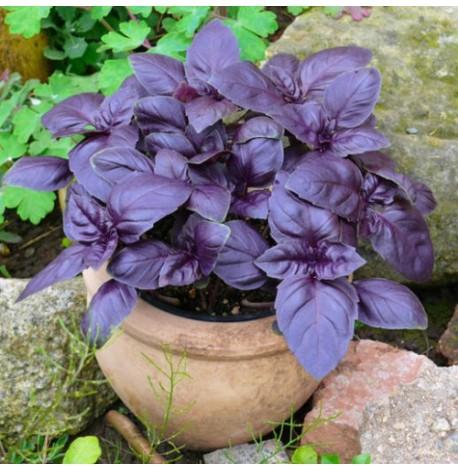 Экокуб для выращивания растений "Базилик"