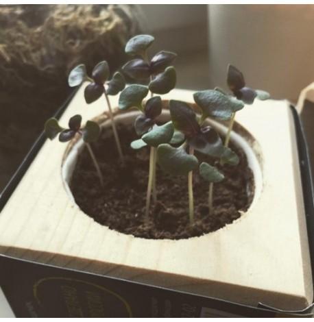 Экокуб для выращивания растений "Базилик"